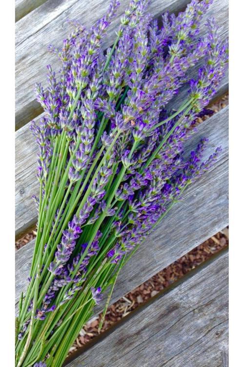 4'Lü Lavanta Çiçeği Fidanı Saksılı ?