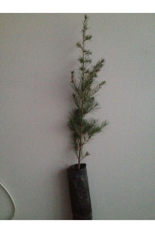 Tüplü Sedir Fidan - 40-60 Cm - Dayanıklı Iğne Yapraklı Ağaç