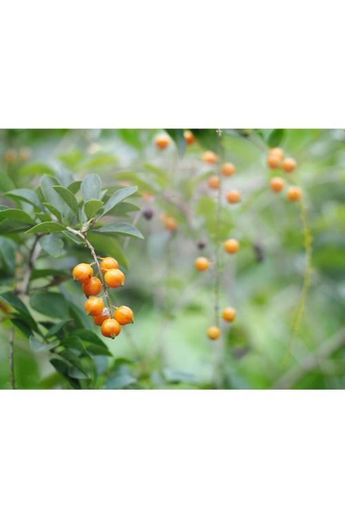 Altın Çilek Golden Berry (20 Tohum)