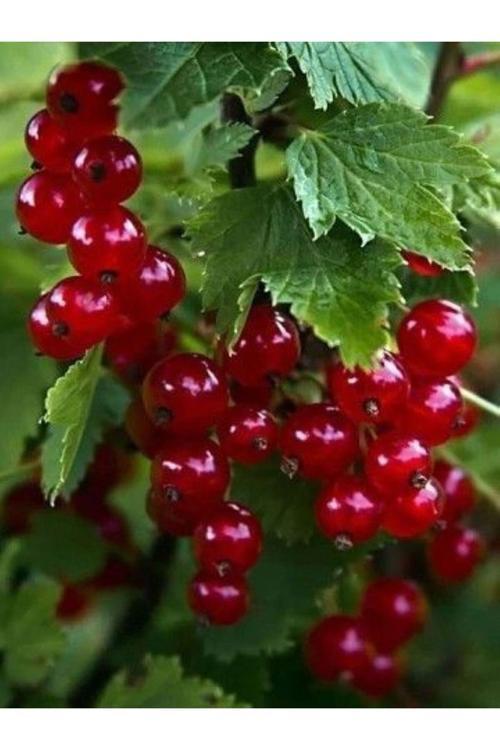 Bahçenize Renk Ve Lezzet Katın! 3 Adet Bektaşi Üzüm Fidanı