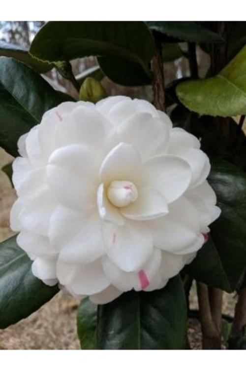 Beyaz Kamelya Fidanı