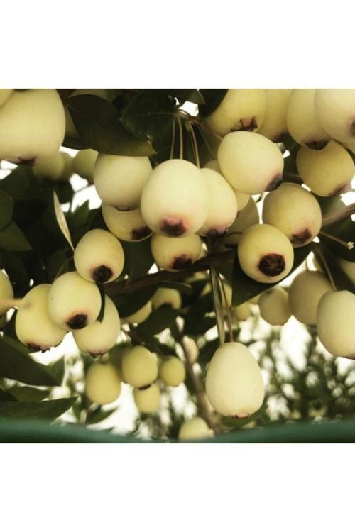 Tüplü Aşılı Iri Beyaz Murt(Hambeles)