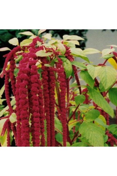 Iki Paket Horozibiği. Kırmızı (100) Tohum