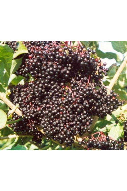 Kara Mürver Fidanı (Sambucus Nigra) 2-3 Yaşında - Tüplü, Meyve Vermeye Hazır Ve Dayanıklı