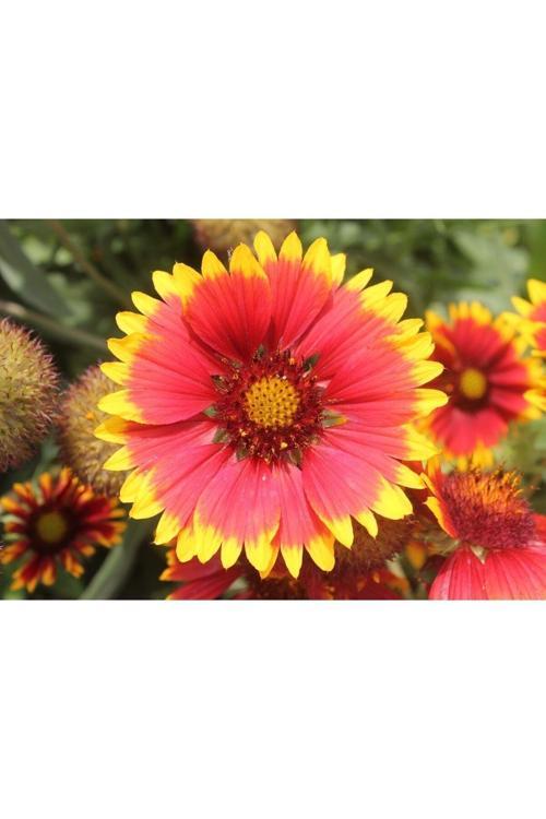 Ayyıldız Çiçeği Tohumu (50 Tohum)