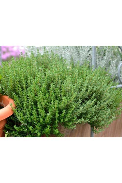 Thymus Vulgaris Dik Kekik Fidanı - Lezzetli Ve Sağlıklı Baharat Bitkisi 1-2 Yaş Arası Saksılı
