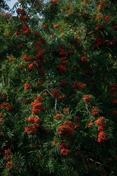 Üvez Fidanı: Meyvesi, Gölgesi Ve Güzelliği İle Bahçenize Değer Katacak 2 Yaşında Tüplü