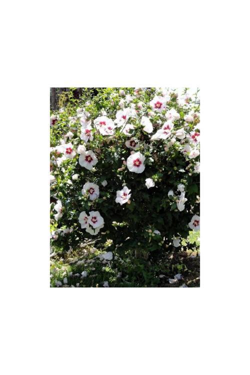 Ağaç Hatmi Fidanı 1-2 Yaş Arası Tüplü