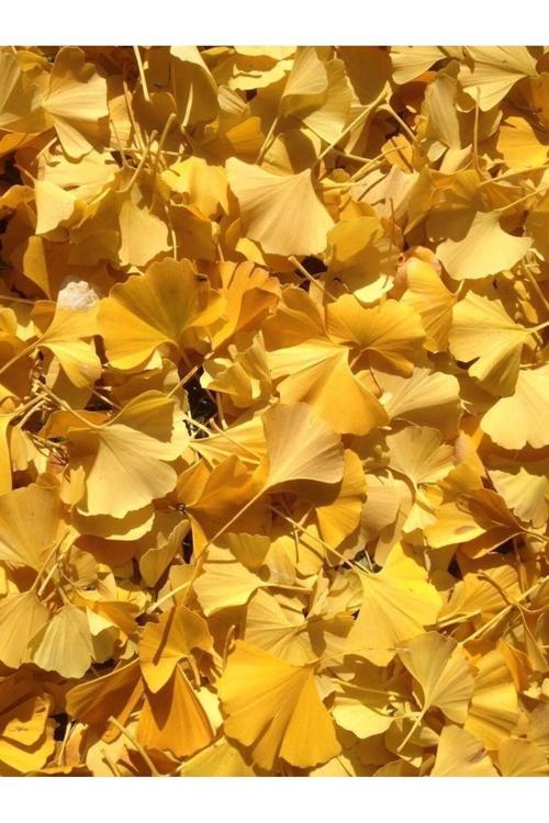 3 Adet Sarı Mabet Ağacı 15-20Cm