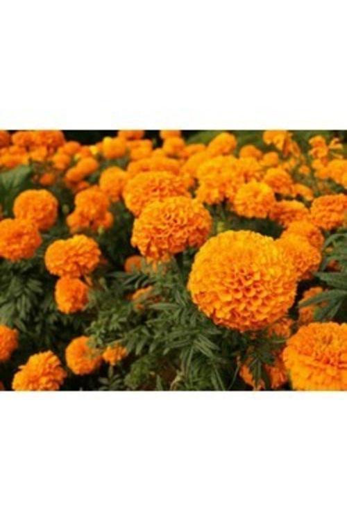 Top Kadife Çiçeği Sarı Demet 15 Adet Tohum