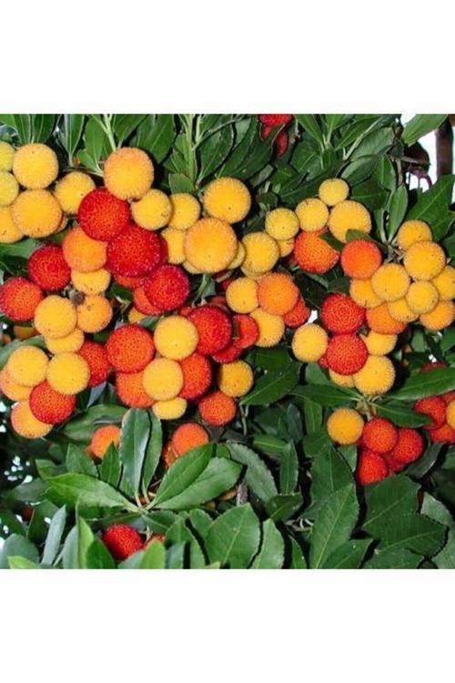 Kocayemiş ( Dağ Çileği ) Fidanı Saksılı 20 - 30 Cm