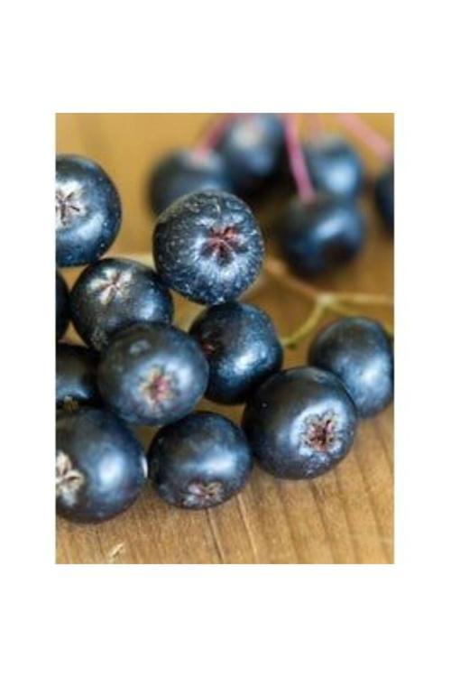 2 Yaşında Tüplü Aronya (Aronia Melanocarpa) Fidanı - Sağlık Deposu Siyah Meyveler Veren Fidan