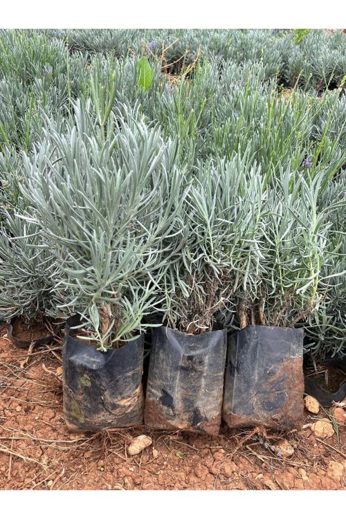 Lavandula Angustifolia Lavanta Fidanı 1-2 Yaş Arası (Çalı Formunda Aromatik Bitki) 20-30 Cm Boy