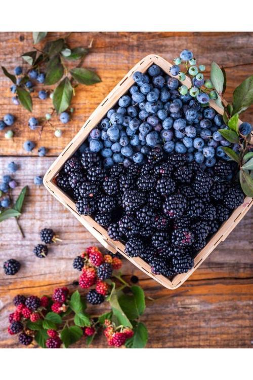 2 Yaşında Tüplü Böğürtlen Fidanı - Yüksek Verimli Ve Lezzetli Meyve Veren Fidan