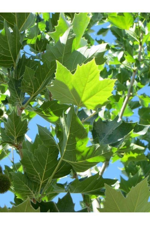 Çınar Ağacı: Bahçenize Gölge Ve Tarih Katın[ 80 100 Cm Boylarında Tüplü]