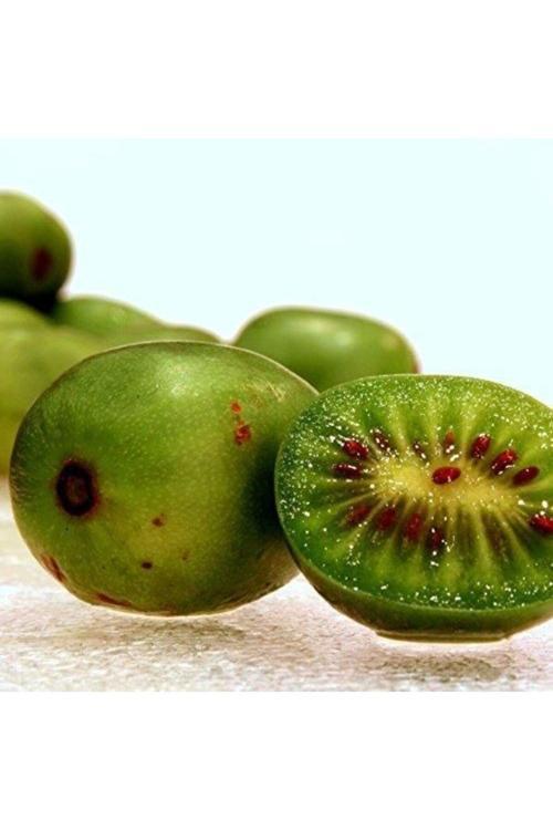 20-40 Cm Boyunda 1-2 Yaş Arası Mini Kivi (Actinidia Arguta) Fidanı - Kolay Yetişen Tatlı Ve Lezzetli