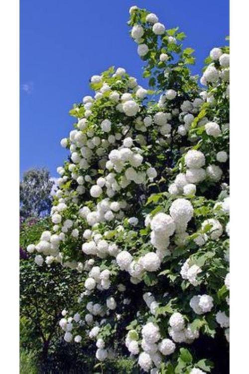 "Bahçenize Elegan Katacak Yaprak Döken Kartopu"2 Yaşında Tüplü