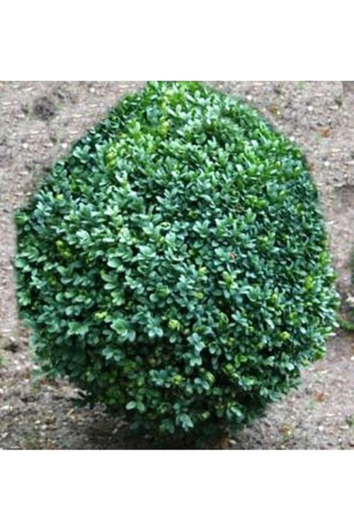 Dekoratif Bahçe Ağacı Yeşil Yapraklı Şimşir Fidanı [15-20 Cm Boy]