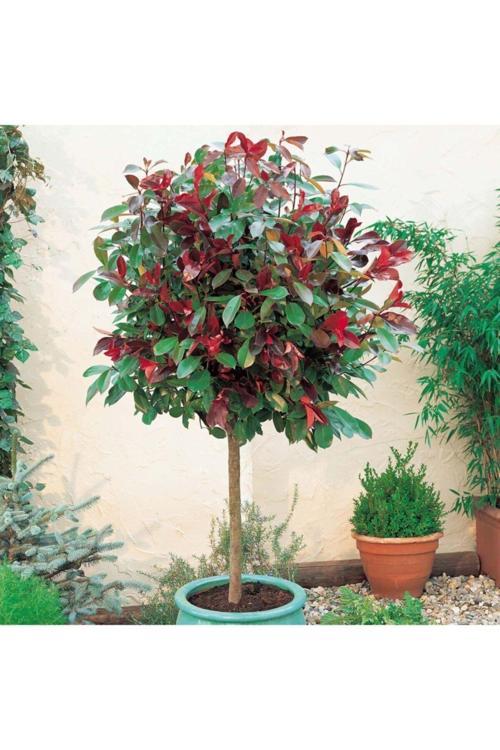 Saksılı Bodur Alev Ağacı Fidanı