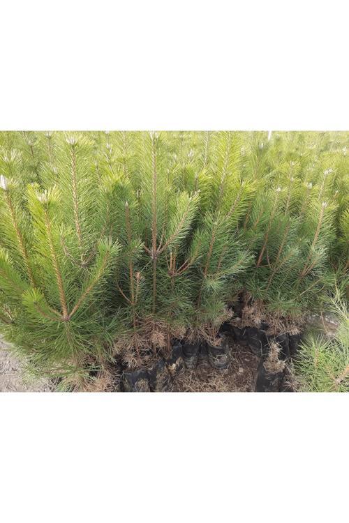 40 Cm Çam Fidanı 25 Adet