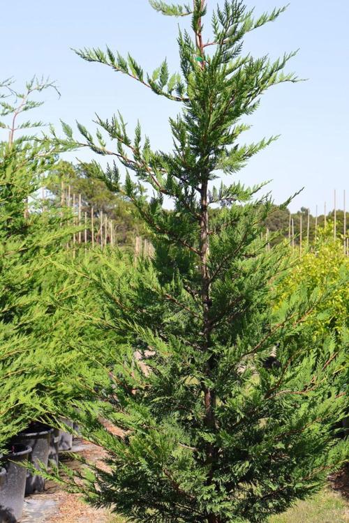 Leylandi Fidanı: Bahçenize Sınır Ve Güvenlik Katın [40 Cm Tüplü]