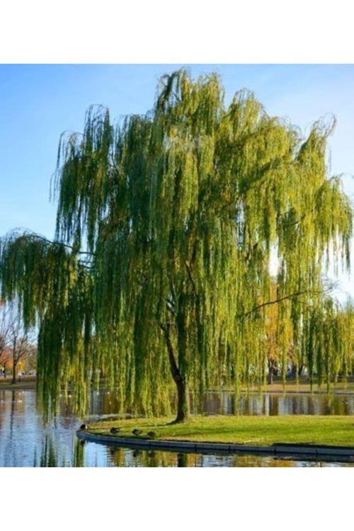 "Salkım Söğüt Ağacı Fidanı - Su Kenarları İçin İdeal"2 Yaşında Tüplü 100 120 Cm