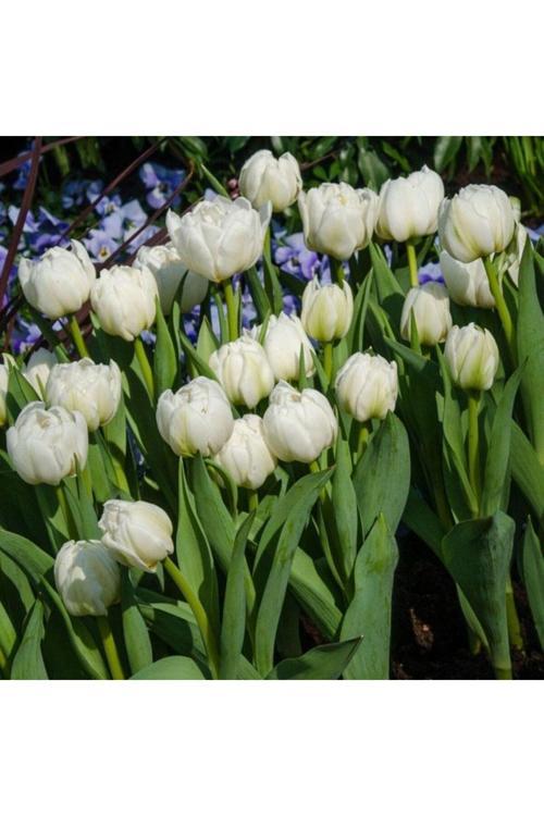 White Marvel Beyaz Lale Soğanı (5 Adet)