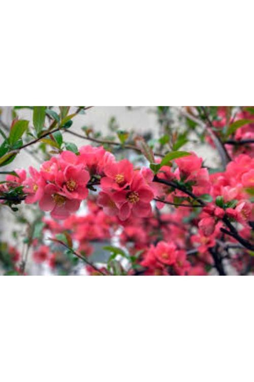 Japon Ayvası Bahar Dalı Fidanı – Kırmızı Çiçekli, 1-2 Yaş