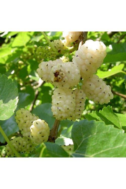 Beyaz Dut Fidanı - Morus Alba, Vitamin Bakımından Zengin Meyveler 1-2 Yaş Arası Saksılı
