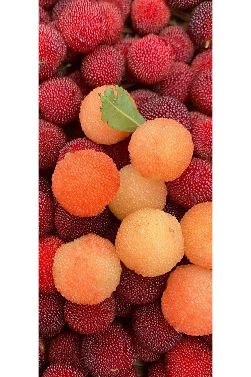 2 Yaşında Tüplü Koca Yemiş (Arbutus Unedo) Fidanı - Meyve Vermeye Hazır, Dayanıklı Fidan