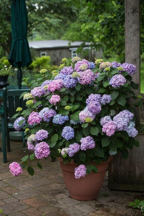 Dört Mevsim Bahçem Ortanca Çiçeği Fidanı Tüplü Karışık Renkli Cinsi [Hydrangea Macrobhylla]