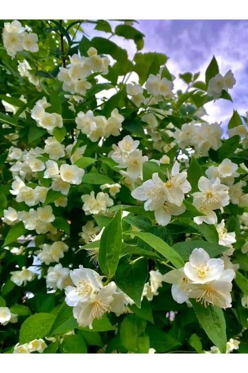 Filbahri Çiçeği Fidanı 30-50 Cm Tüplü Saksılı: Bahçenize Hoş Bir Koku Katın! 1-2 Yaş Arası