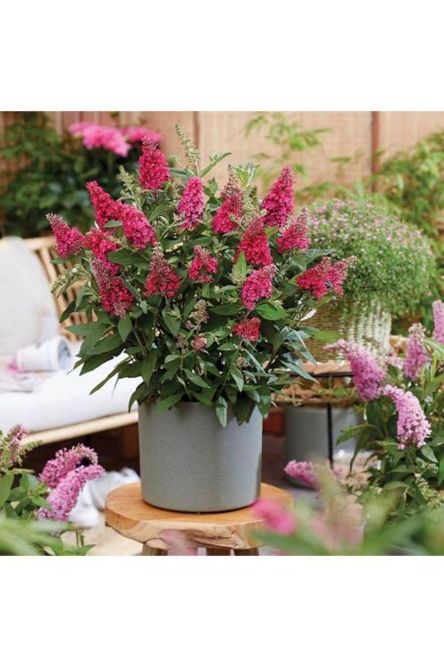 Yakut Renkli Kelebek Çalısı - Kırmızımsı Çiçekler Ve Doğal Kele 1-2 Yaş Arası Saksılı