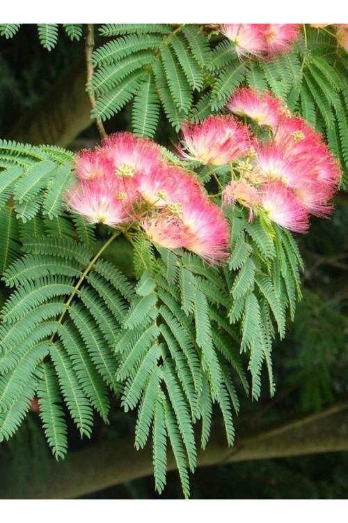 2 Adet Gülibrişim Fidanı