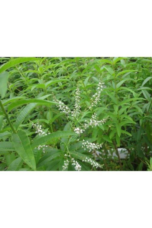 2 Adet Tüplü Kokulu Limon Otu Melisa Fidanı