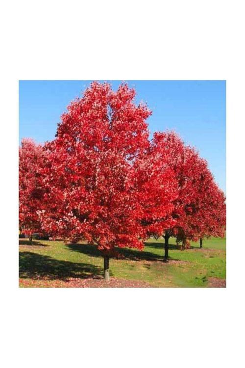 Kırmızı Amerikan Meşesi Boy 30-50 Cm