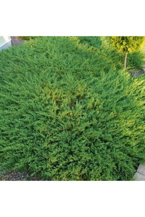 Yayılıcı Ardıç (Juniperus) Fidanı - 50-70 Cm Boyunda, Bahçeler Için Ideal Yer Örtücü