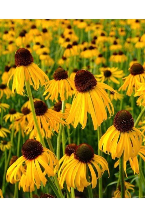 Sarı Ekinezya Tohumu (50 Tohum)