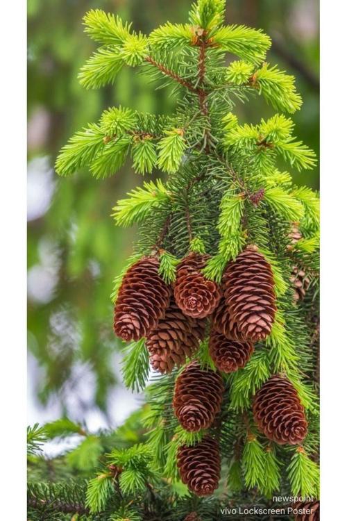 1 Adet Fıstık Çamı Fidanı Tüplü - Bahçenize Doğal Şıklık Katın"