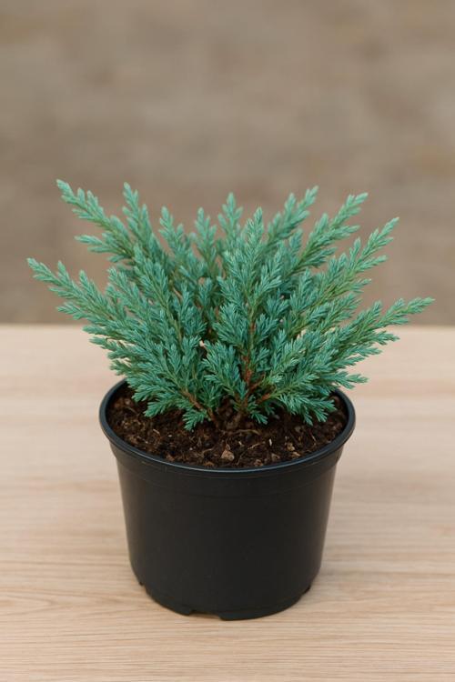 Juniperus Horizontalis 'Blue Chip' – Mavi Sürünücü Ardıç Yer Örtücü 15-20 Cm