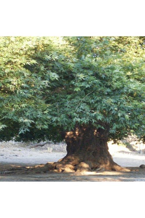 Tüplü Çınar Fidanı Yaş 1 Boy 90-110Cm