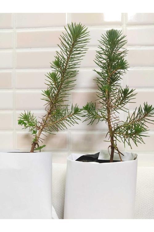 Fıstık Çamı [20*40]Cm Boylarında Tüplü