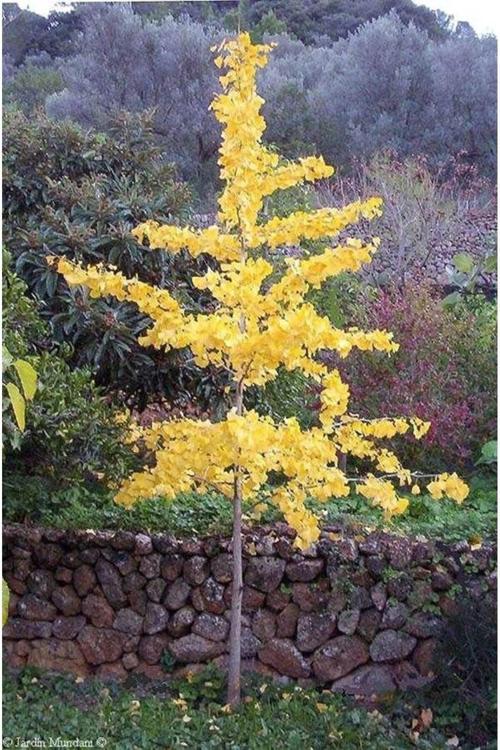 2 Adet Mabet Ağacı [Ginkgo Biloba] Fidanı 15-20 Cm Boy Yetiştirmek İçin İdeal