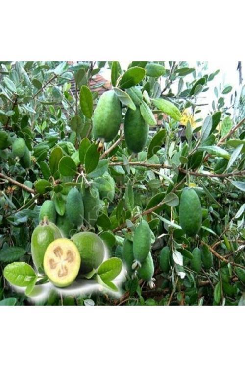 Kaymak Ağacı Fidanı ( Feıjoa Fidanı ) Saksılı Aşılı 20 Cm 12 Ay Dikim..