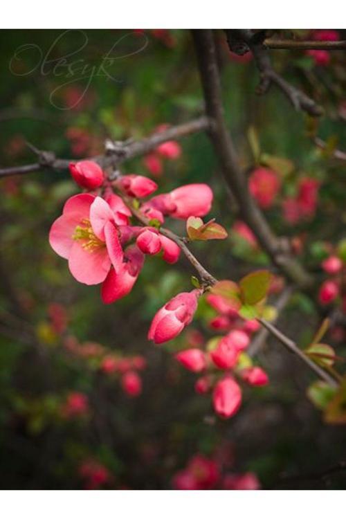 1-2 Yaş Japon Ayvası Fidanı – Kırmızı Çiçekli Bahar Dalı