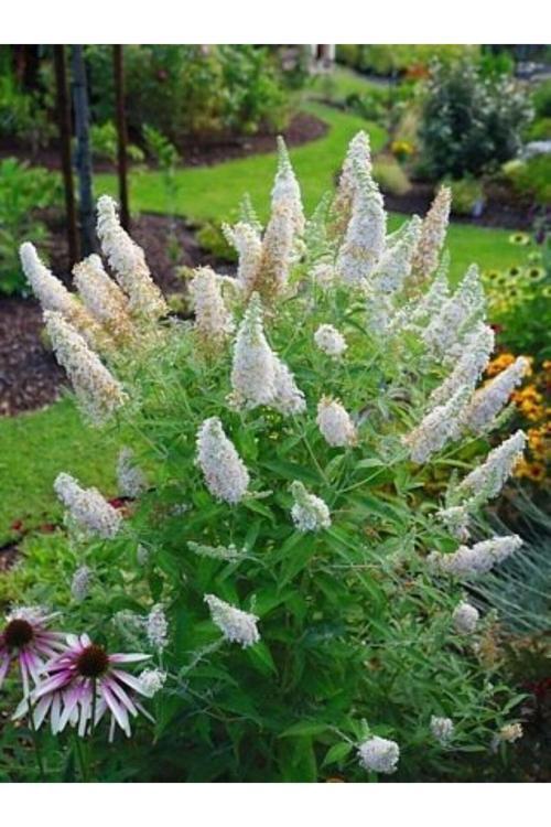 Beyaz Çiçekli Kelebek Çalısı Fidanı 1-2 Yaş Arası Saksılı