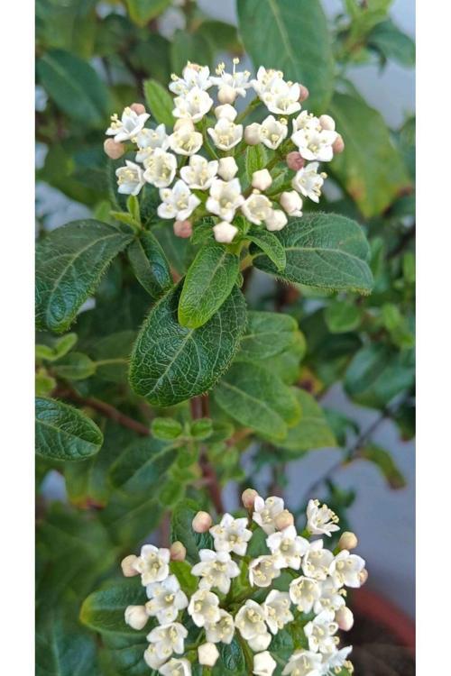 Vıburnum Tınus Yaprak Dökmeyen Kartopu Fidanı 1-2 Yaş