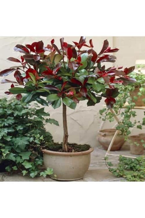 Alev Ağacı Fidanı 20 Adet