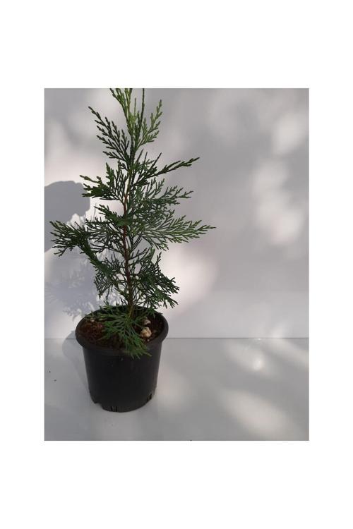 Leylandi Fidanı 40 Cm Tüplü Çit Bitkisi 2 Yaş