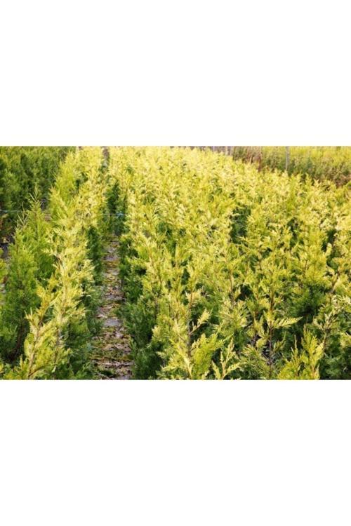 Altuni Leylandi Sarı Renkli Çit Bitkisi 30-50 Cm